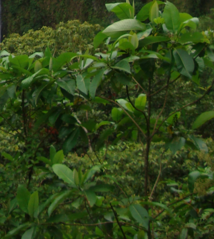 Foliage beside La Fortuna Waterfall, detail