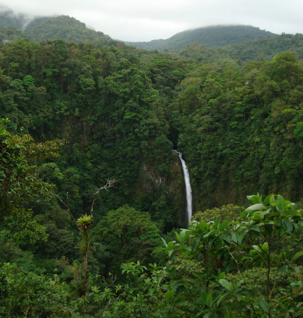 Forest surrounding La Fortuna Waterfall